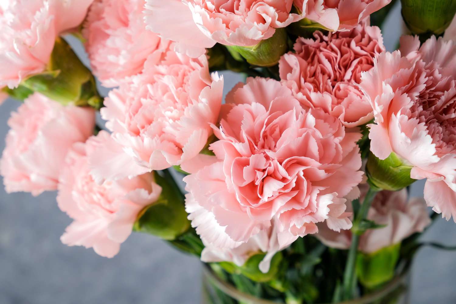 Carnations in vase