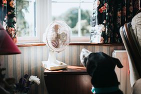 A table fan on a side table near a window with a dog looking towards it, floral curtains in the background