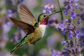 A hummingbird hovering near purple flowers feeding on nectar
