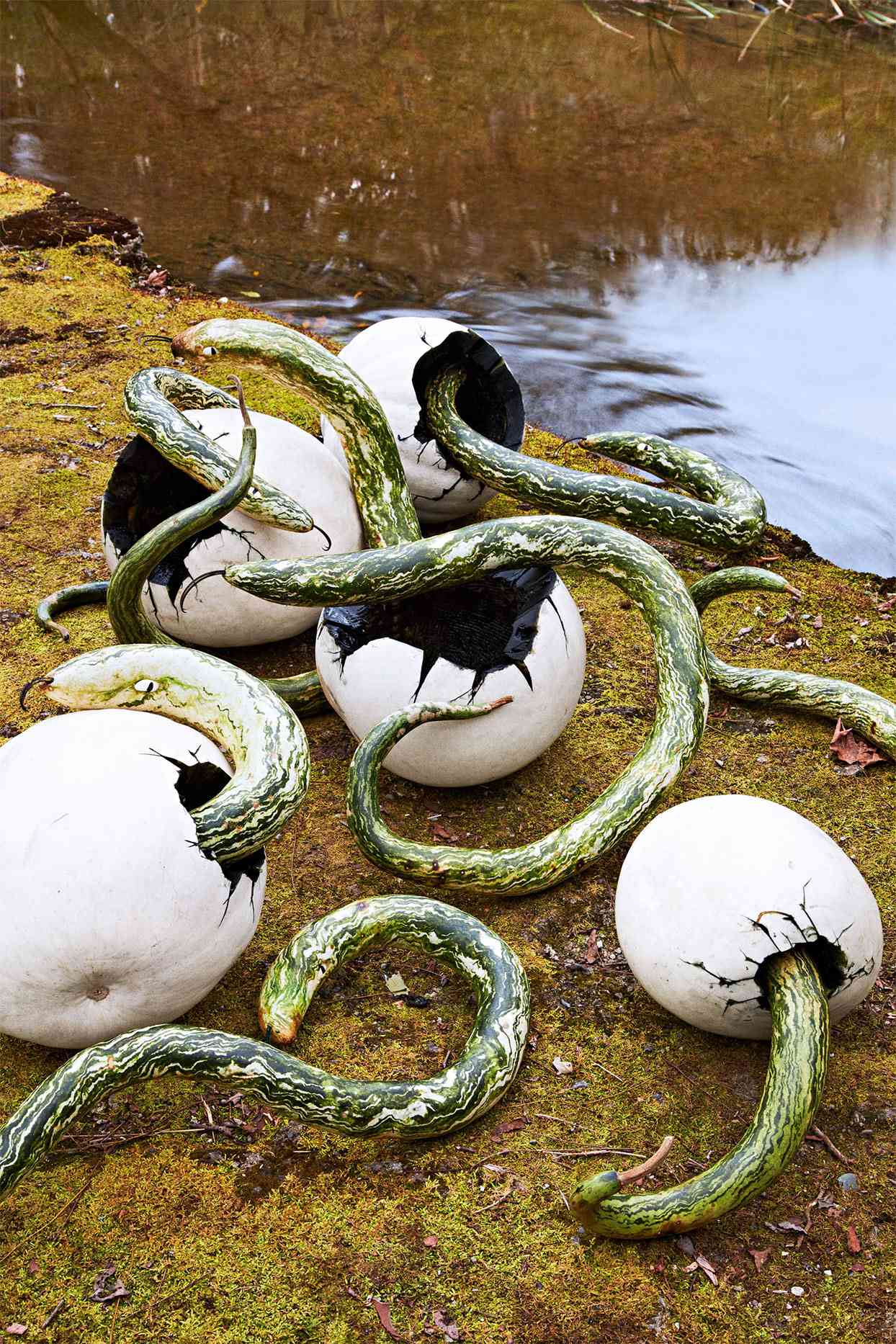 white pumpkins sculpted to be a snake and snake eggs