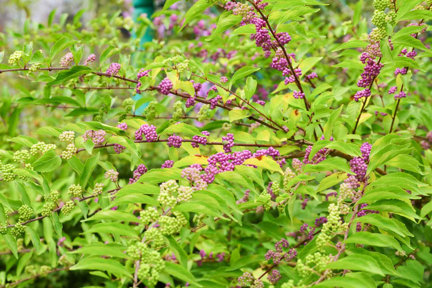 Beautyberry tree or American beautyberry (Callicarpa americana) transition of unripe green to ripe purple or Beautyberry Shrub with Purple berries