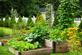 Vegetable Garden 