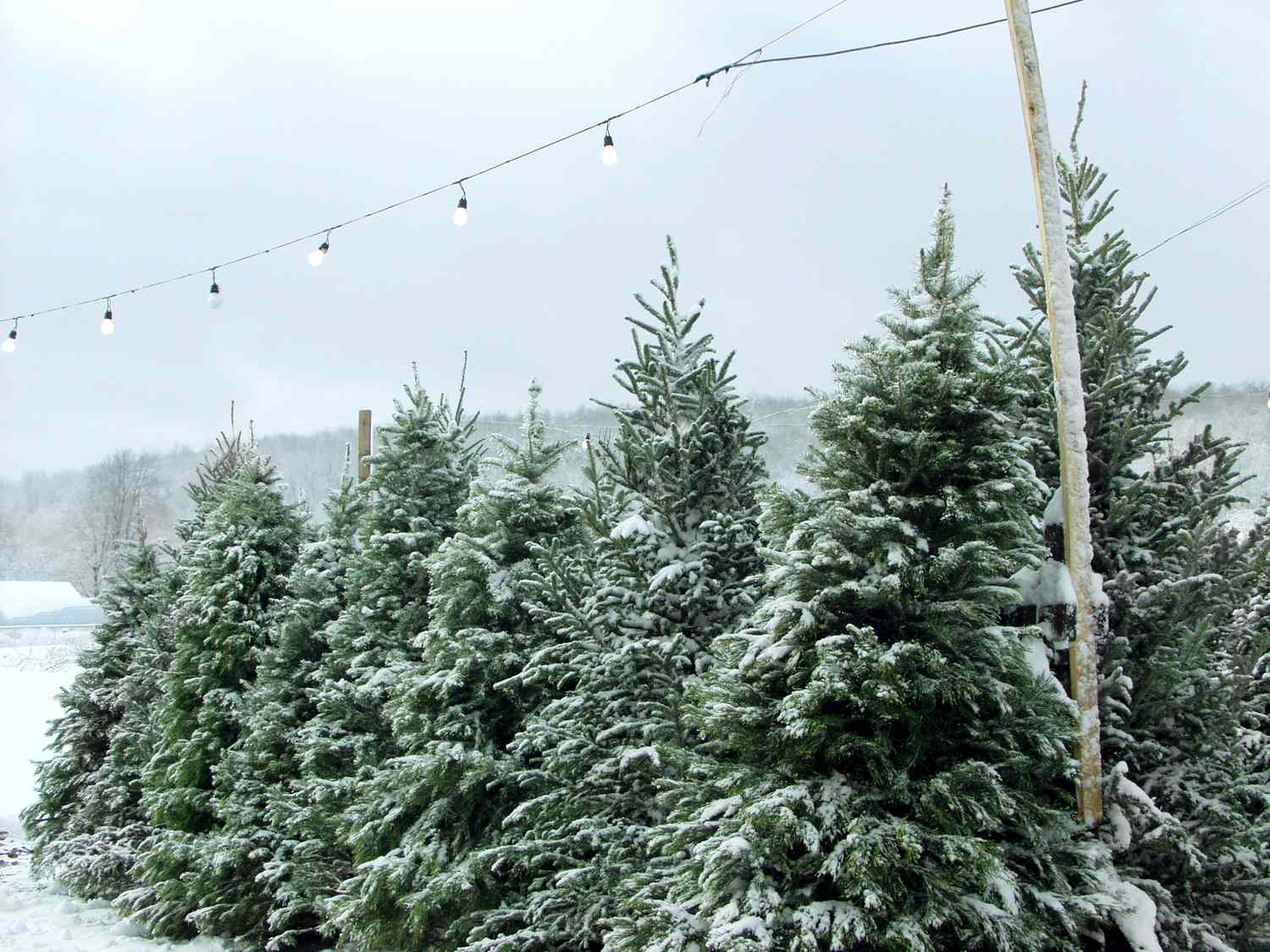 A row of snowcovered pine trees in an outdoor setting with string lights hung above