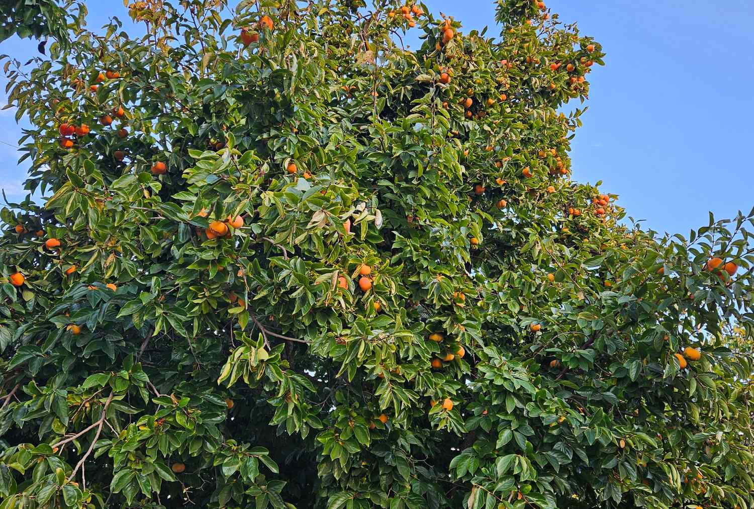A persimmon tree laden with fruit