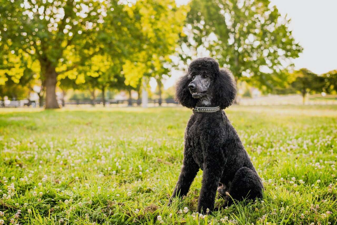 Poodle sitting outdoors in grass