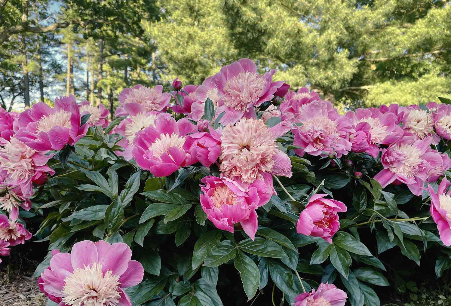 Peony 