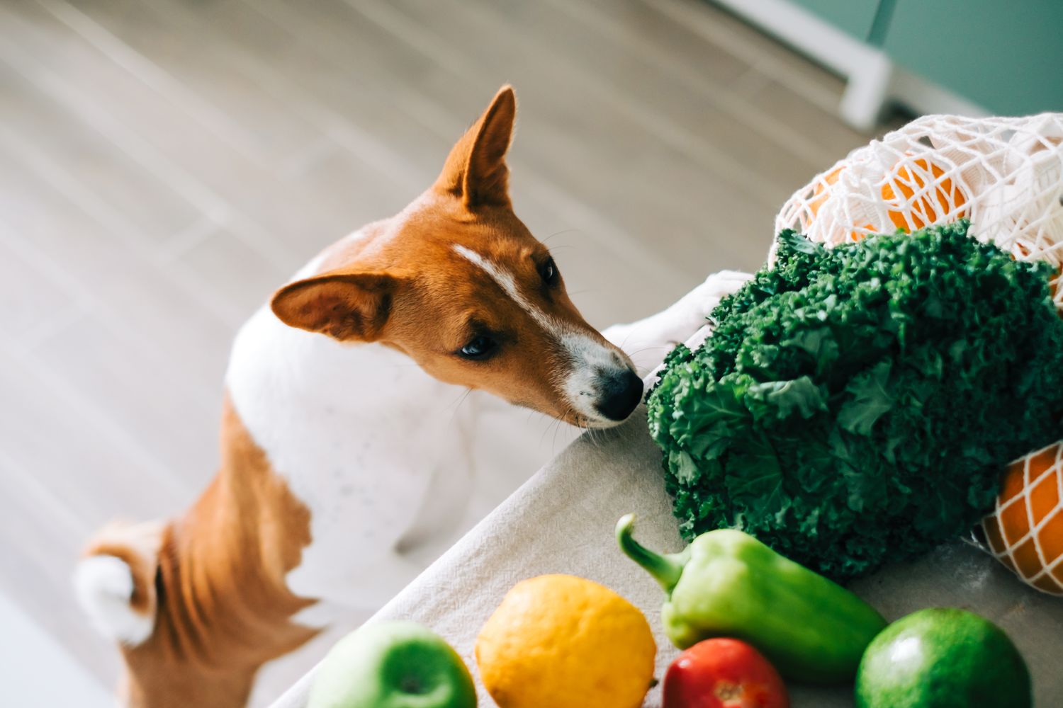 dog trying to eat food on counter