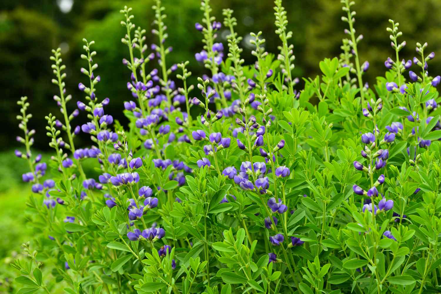 Blue Wild Indigo flowers