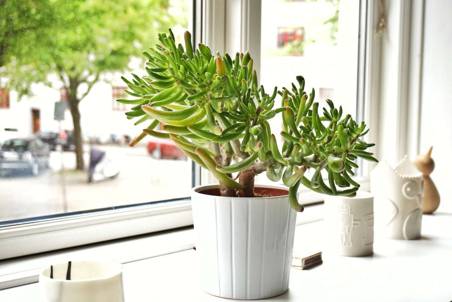 gollum jade plant growing in white pot on windowsill