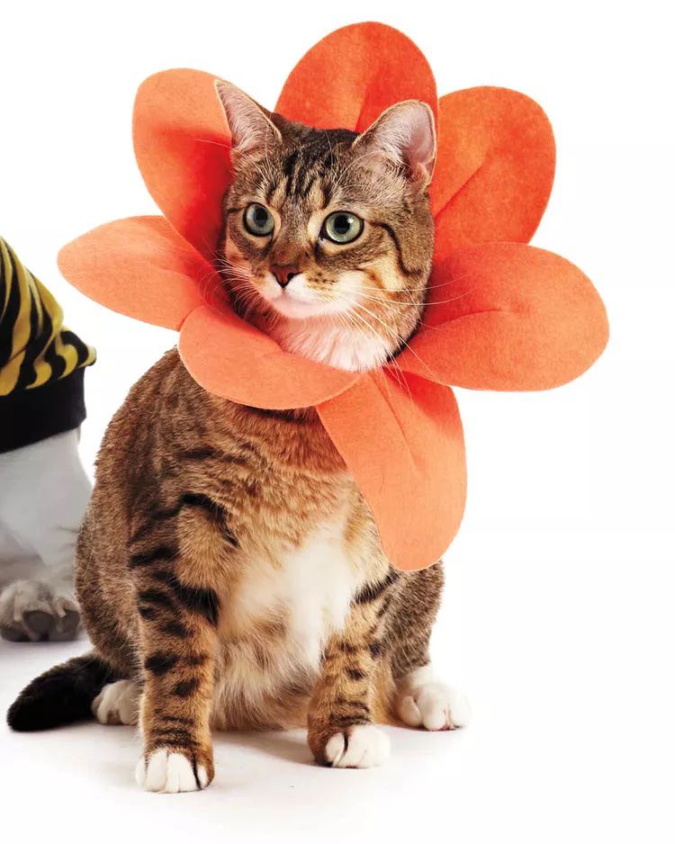 Cat flower costume
