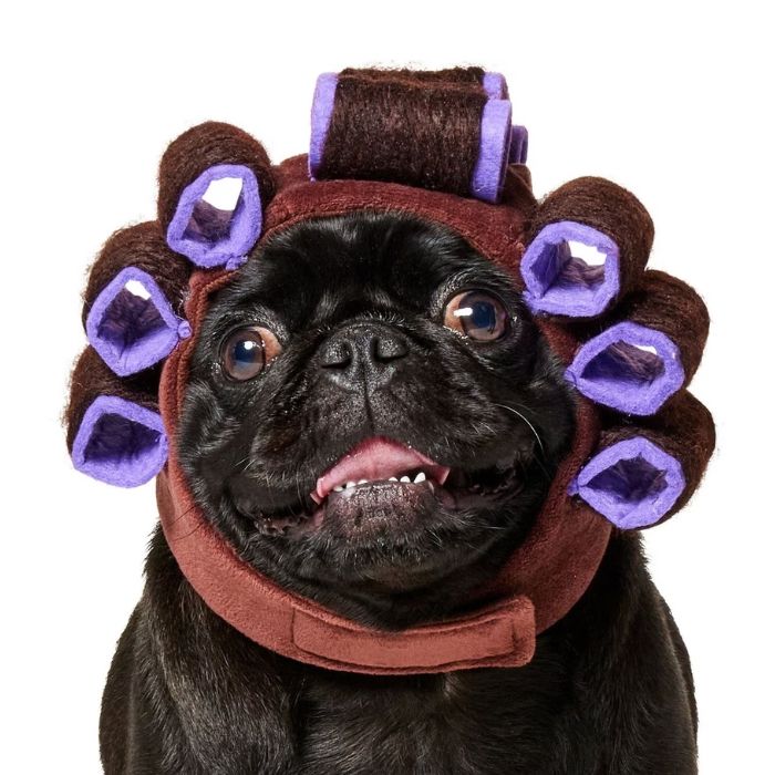 A pug with hair curlers on its head smiling