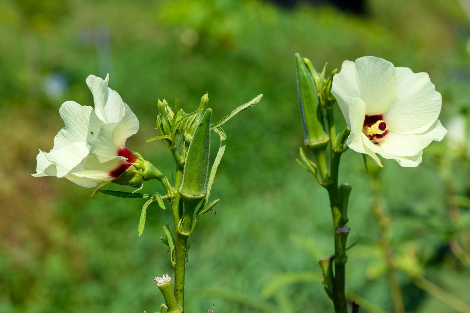okra flower garden