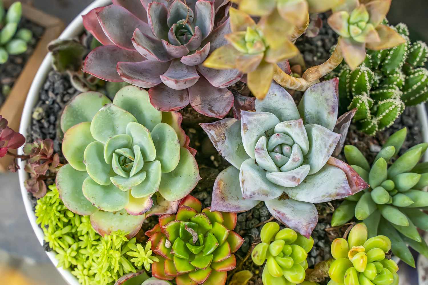 Miniature succulent plants (succulent cactus) at the garden