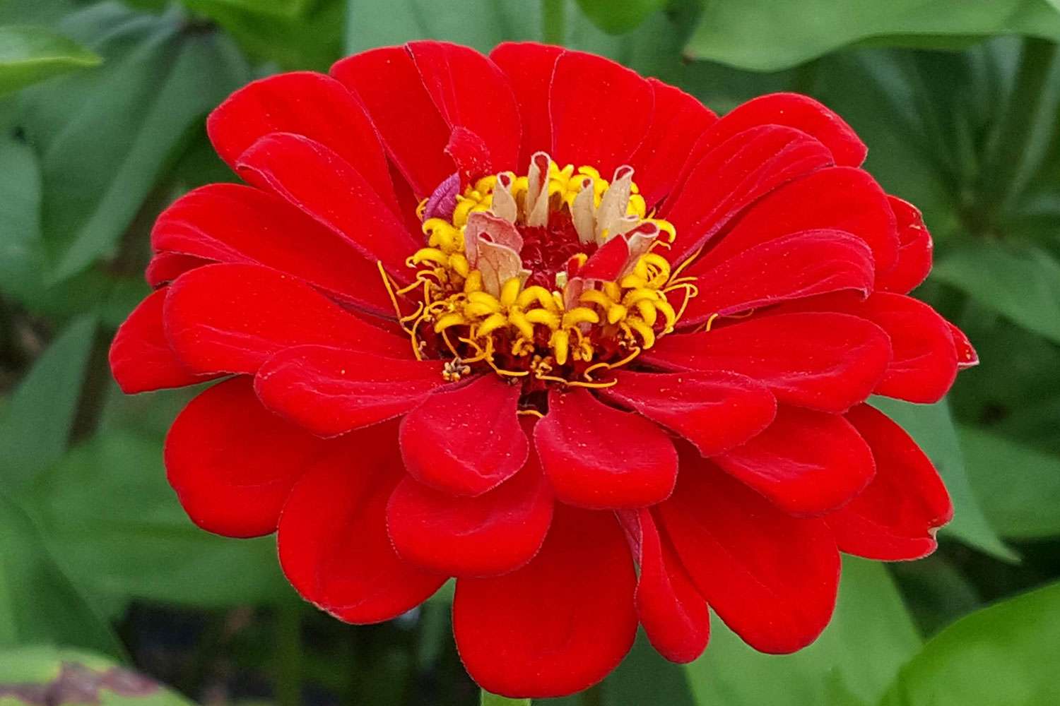 Red zinnia