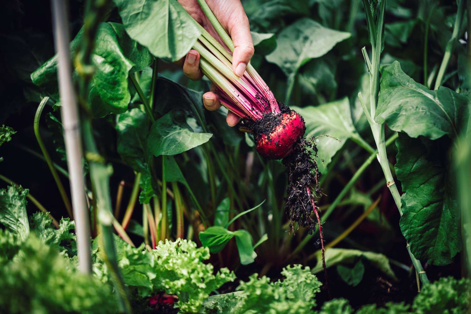 harvesting beets in garden