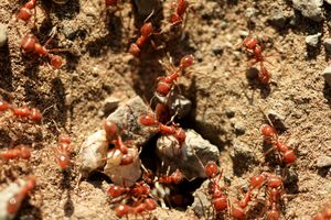 Several ants near an anthill entrance on a dirt surface