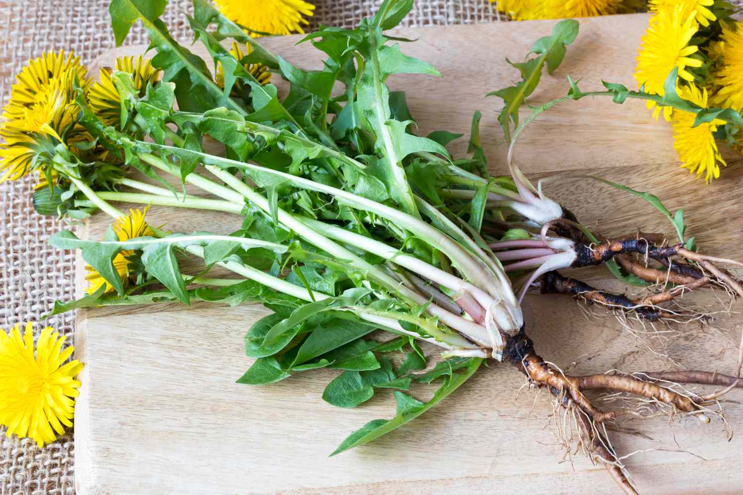 dandelion plant, including root, leaves, and flowers, on cutting board