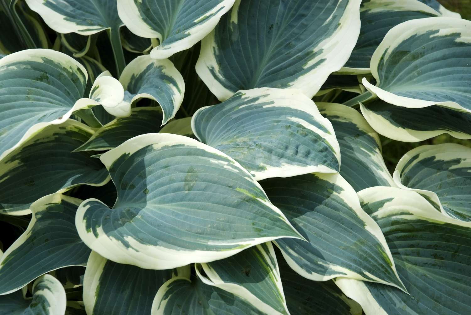 Hosta en invierno