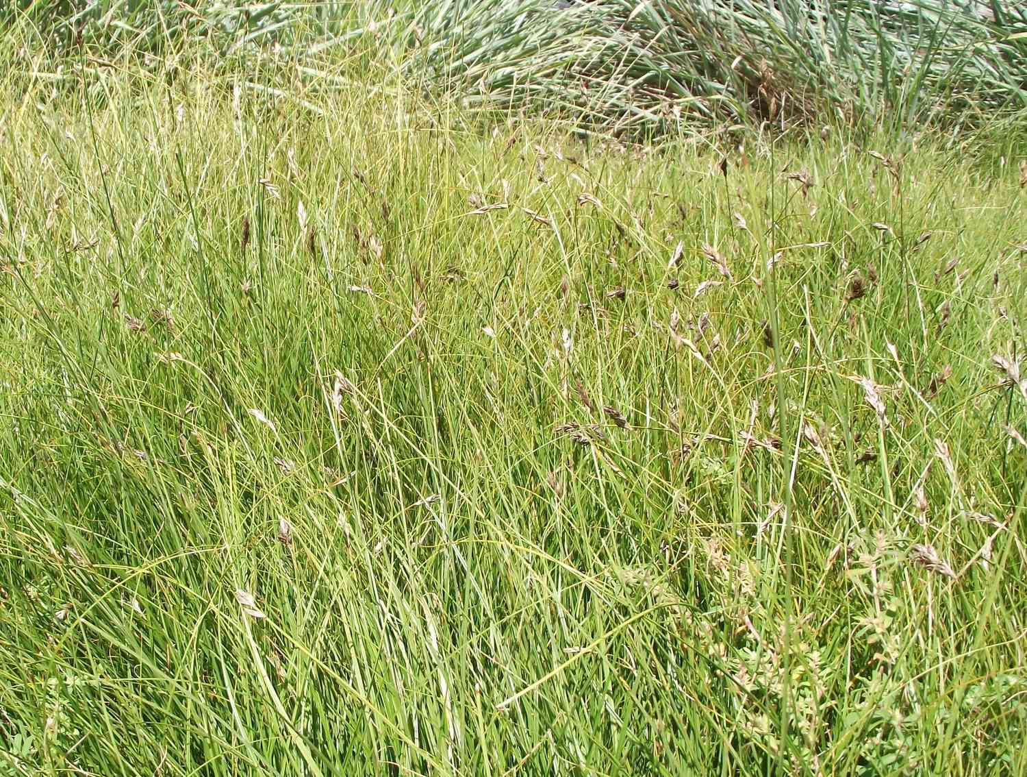 carex pansa