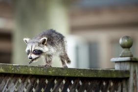 A raccoon walking along a wooden fence outdoors