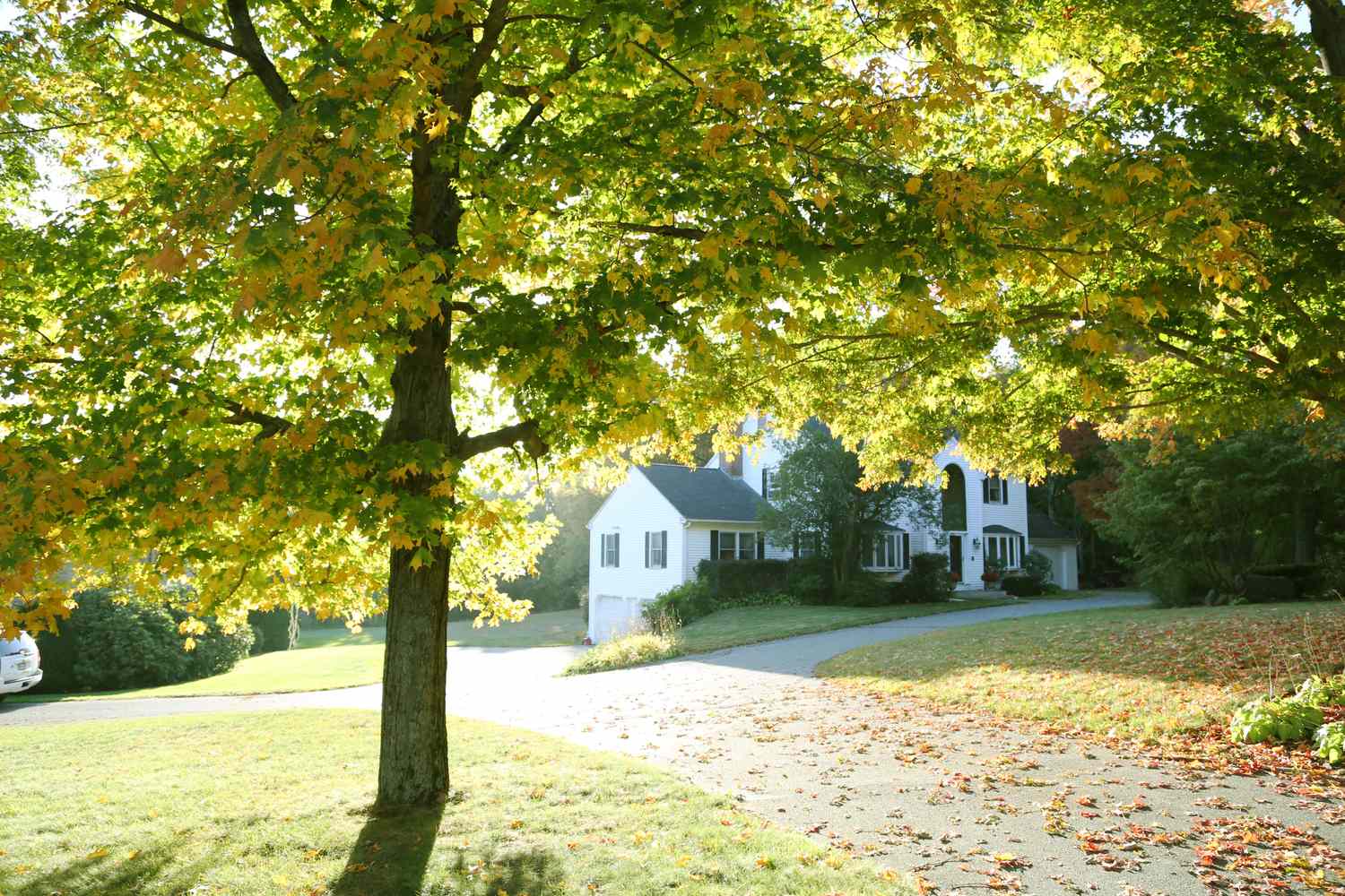 Residential house surrounded by trees and a lawn with a sunny driveway in the foreground