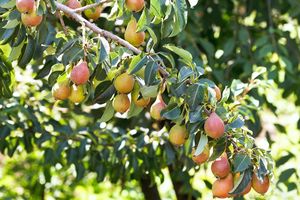 Pear tree branch