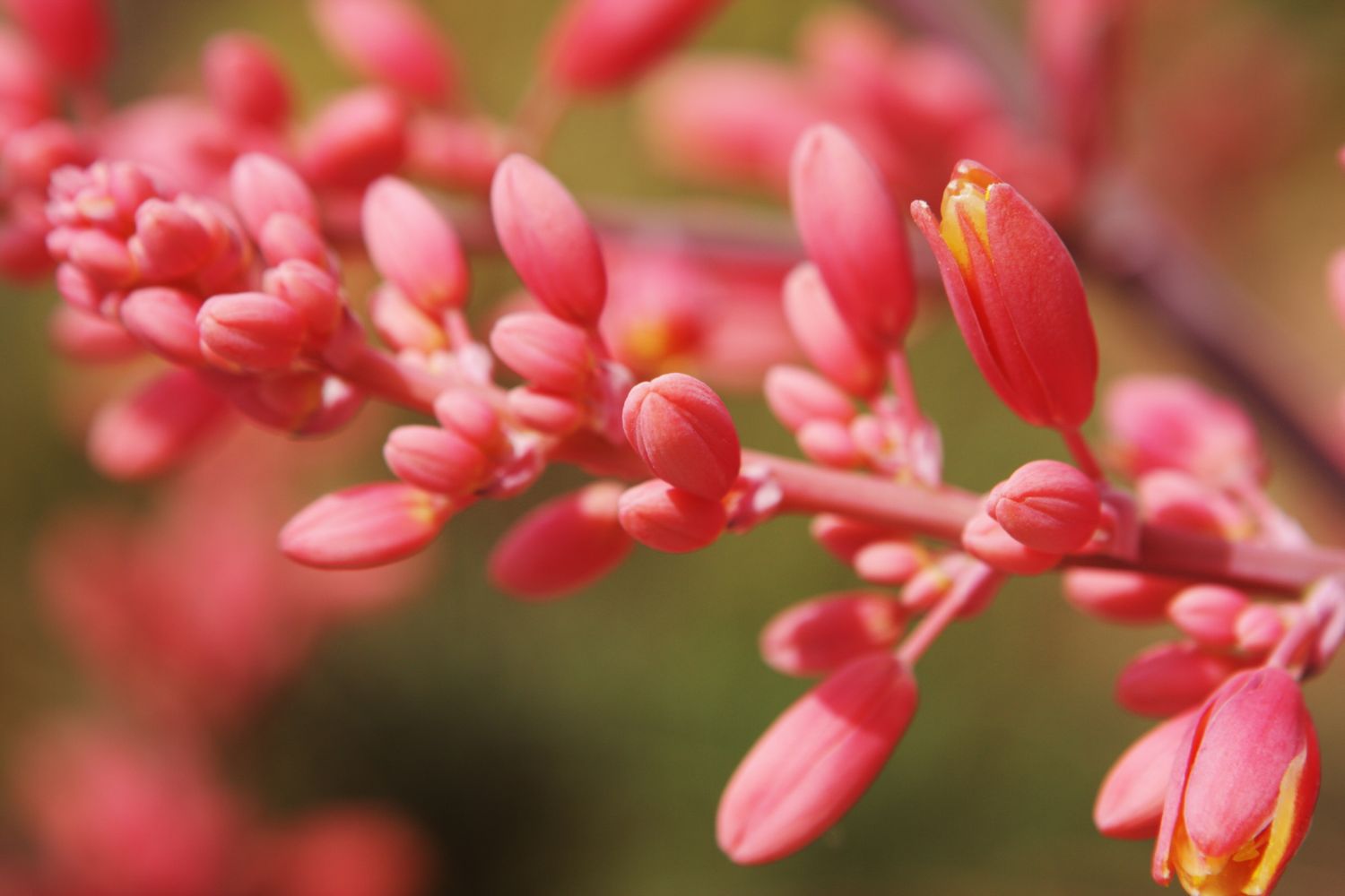 Closeup of a flowering plant with small buds and blooms on a branch