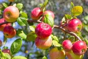 Apples growing on a tree branch