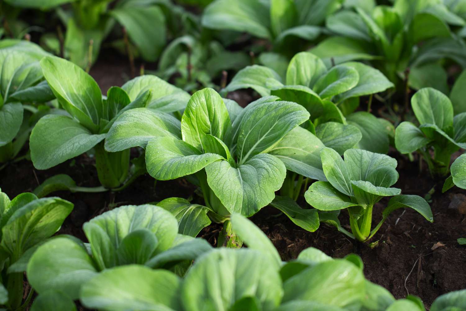Green cabbage bok choy chinese cabbage growing