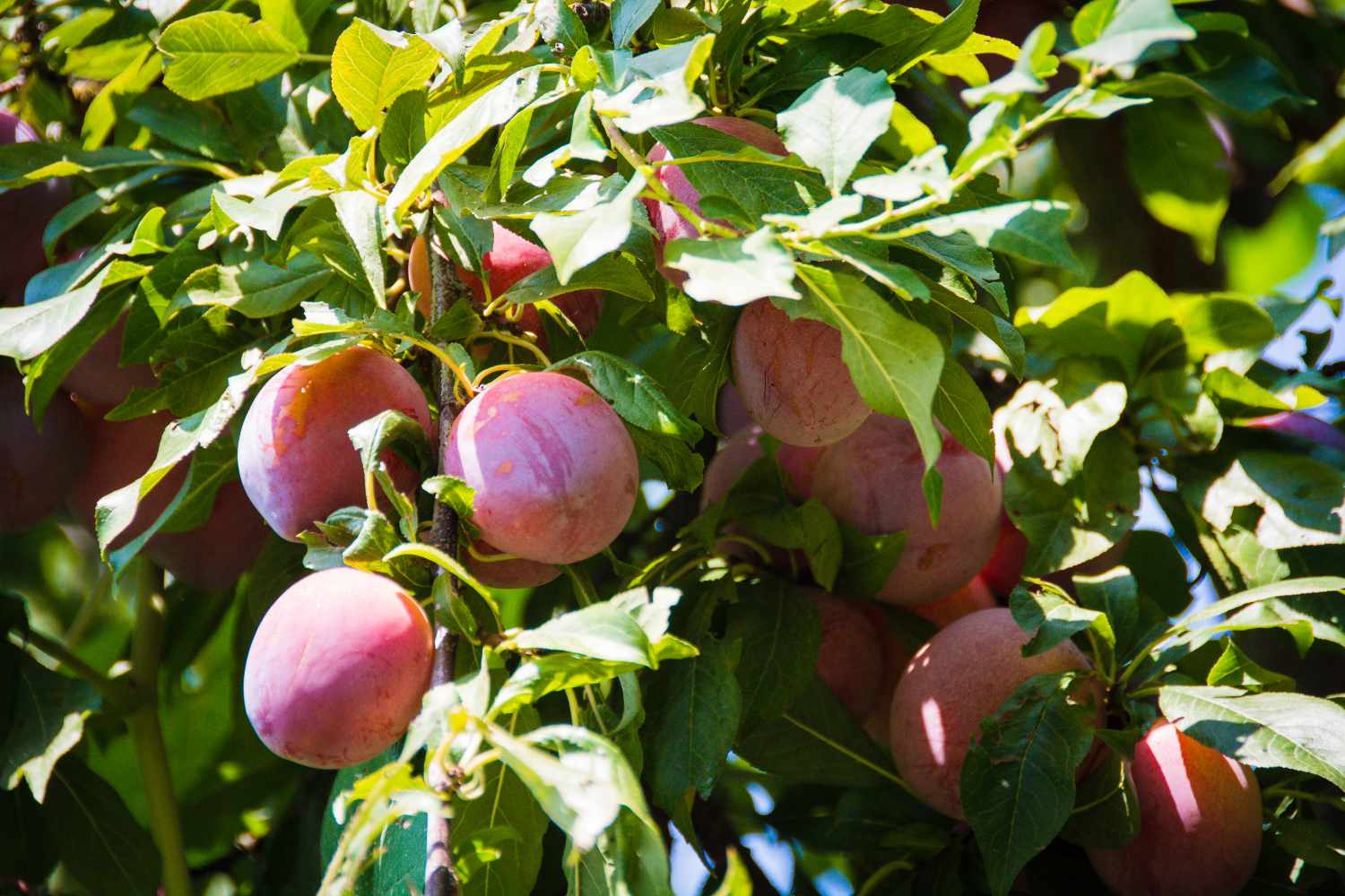 Ripe plums hanging from a tree branch surrounded by leaves