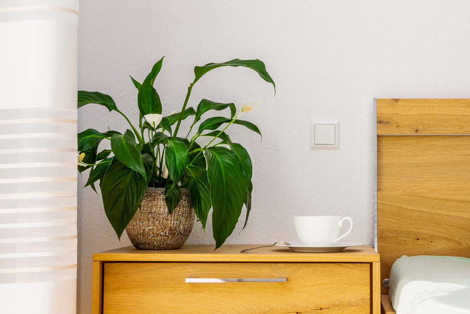 peace lily on bedside table
