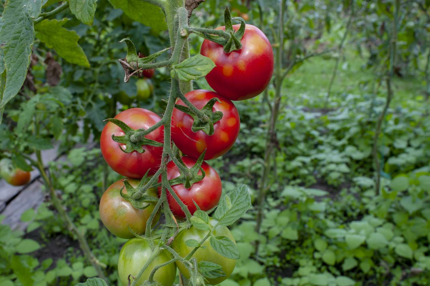 A cluster of ripe and unripe tomatoes growing on a vine in a garden