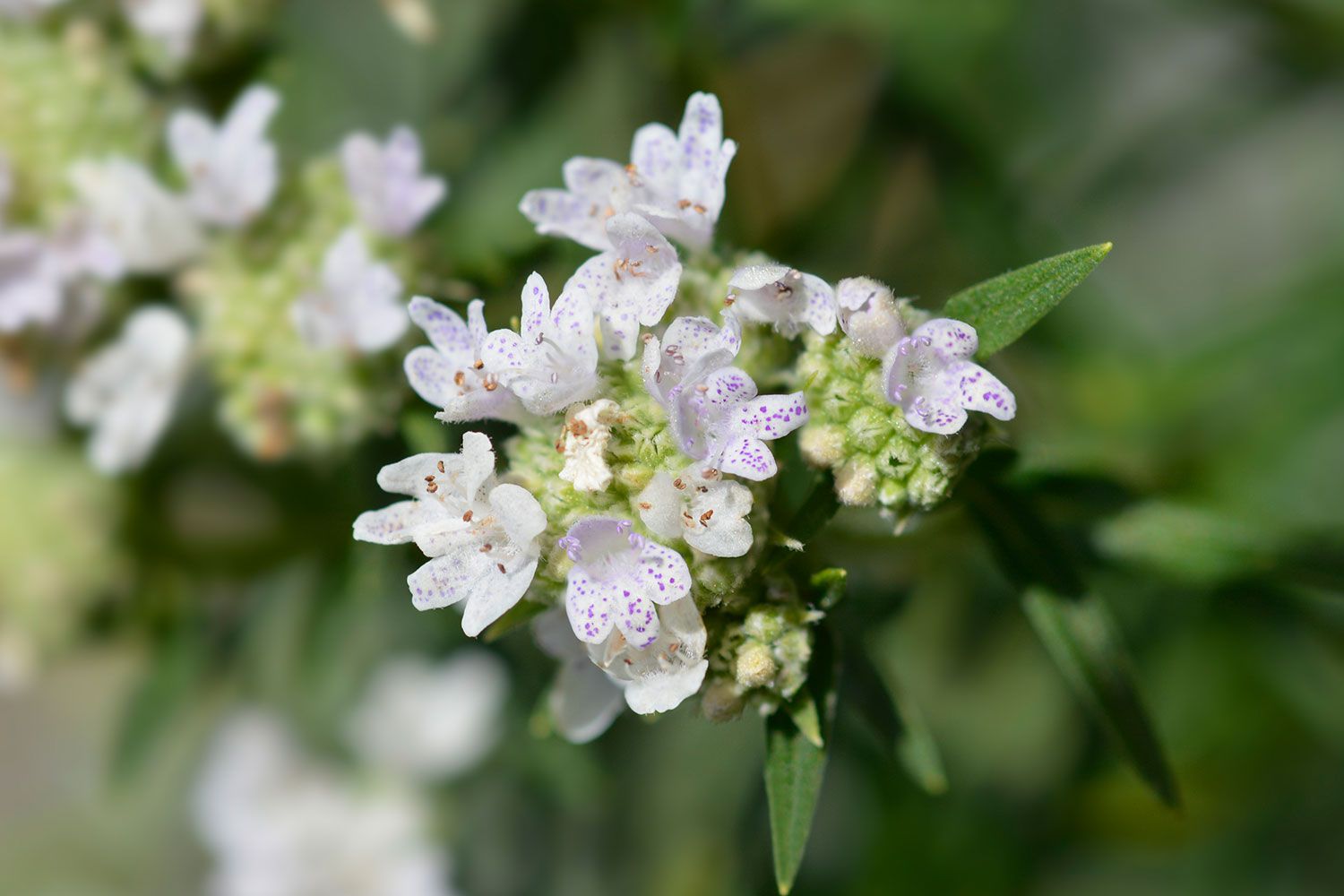 Mountain mint flower