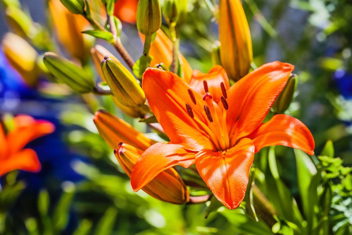 orange flower lily