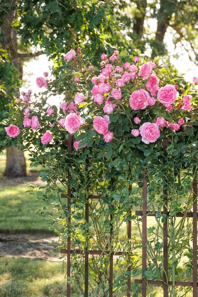 Pink roses blooming on a metal trellis in a garden setting