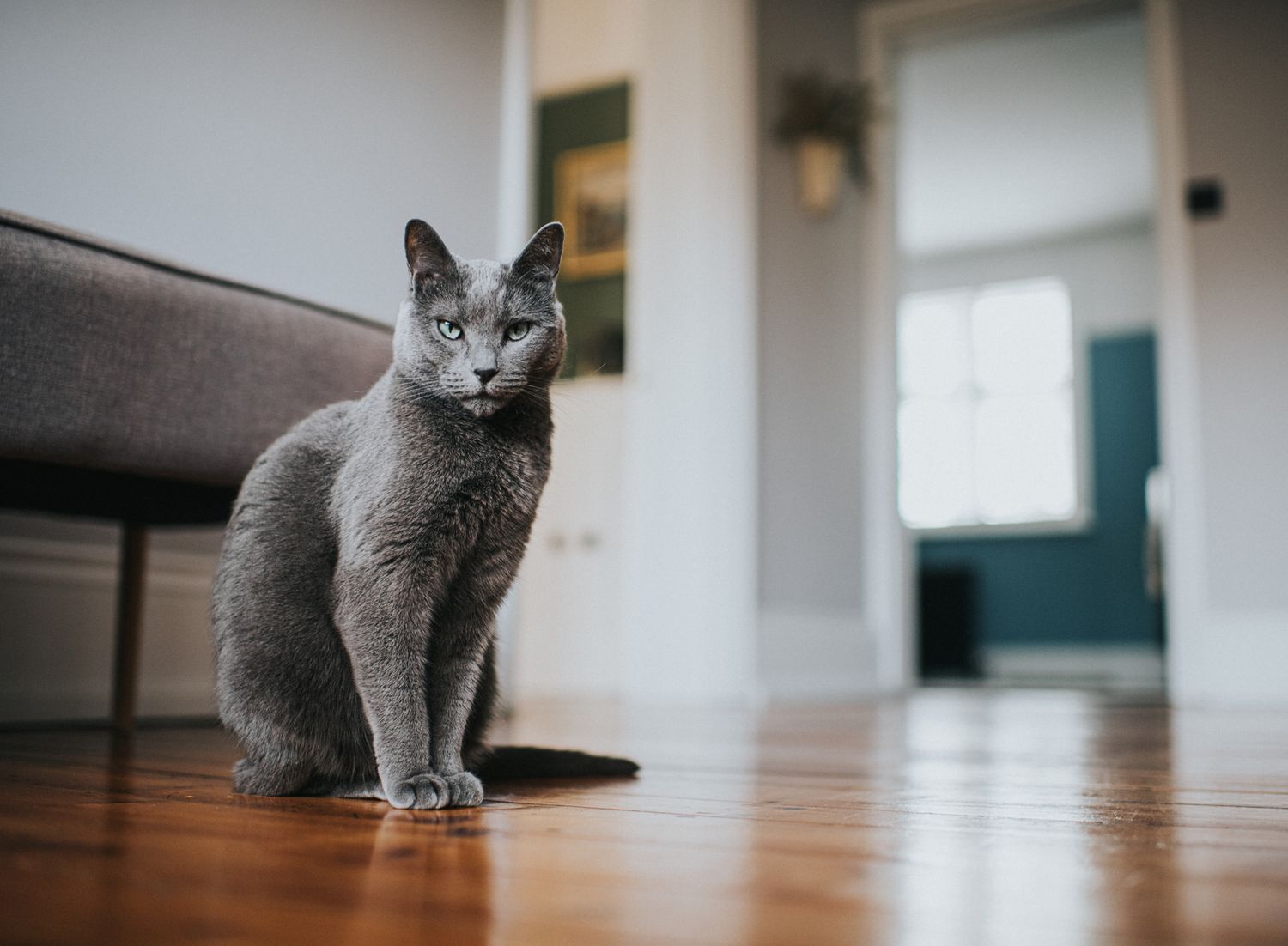 Russian blue cat