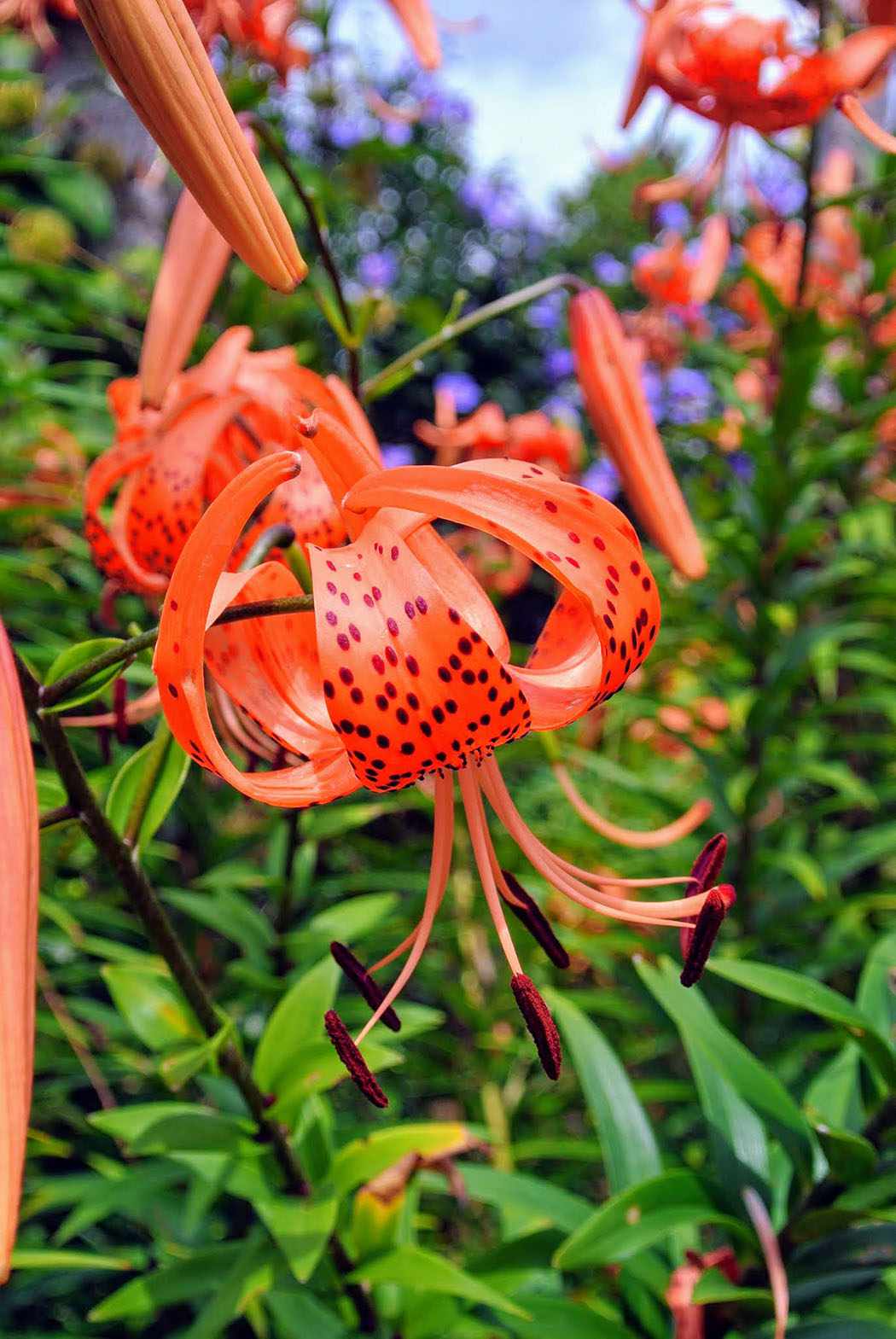 Orange-Red Lilies Growing in decorvow Border Garden, Bedford New York