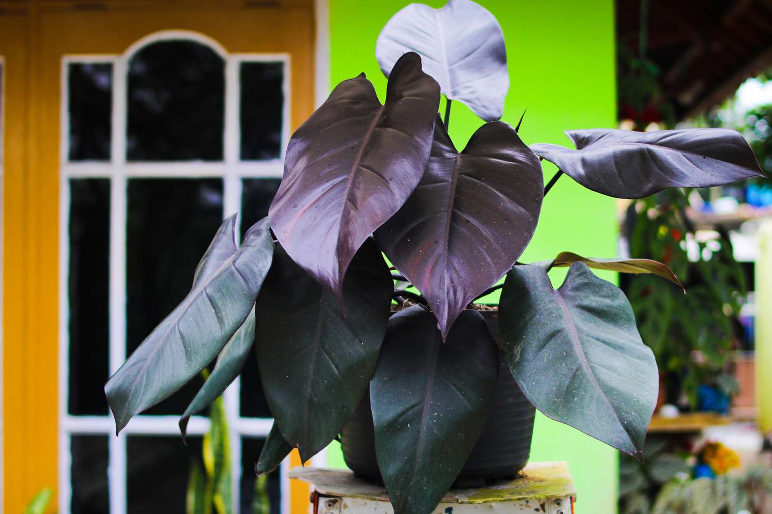 Royal Queen Philodendron