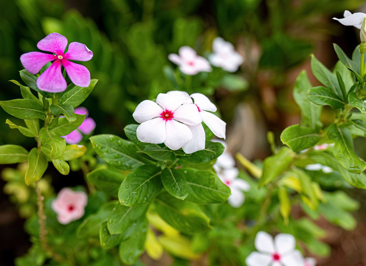 pink and white Vinca flowers in a garden