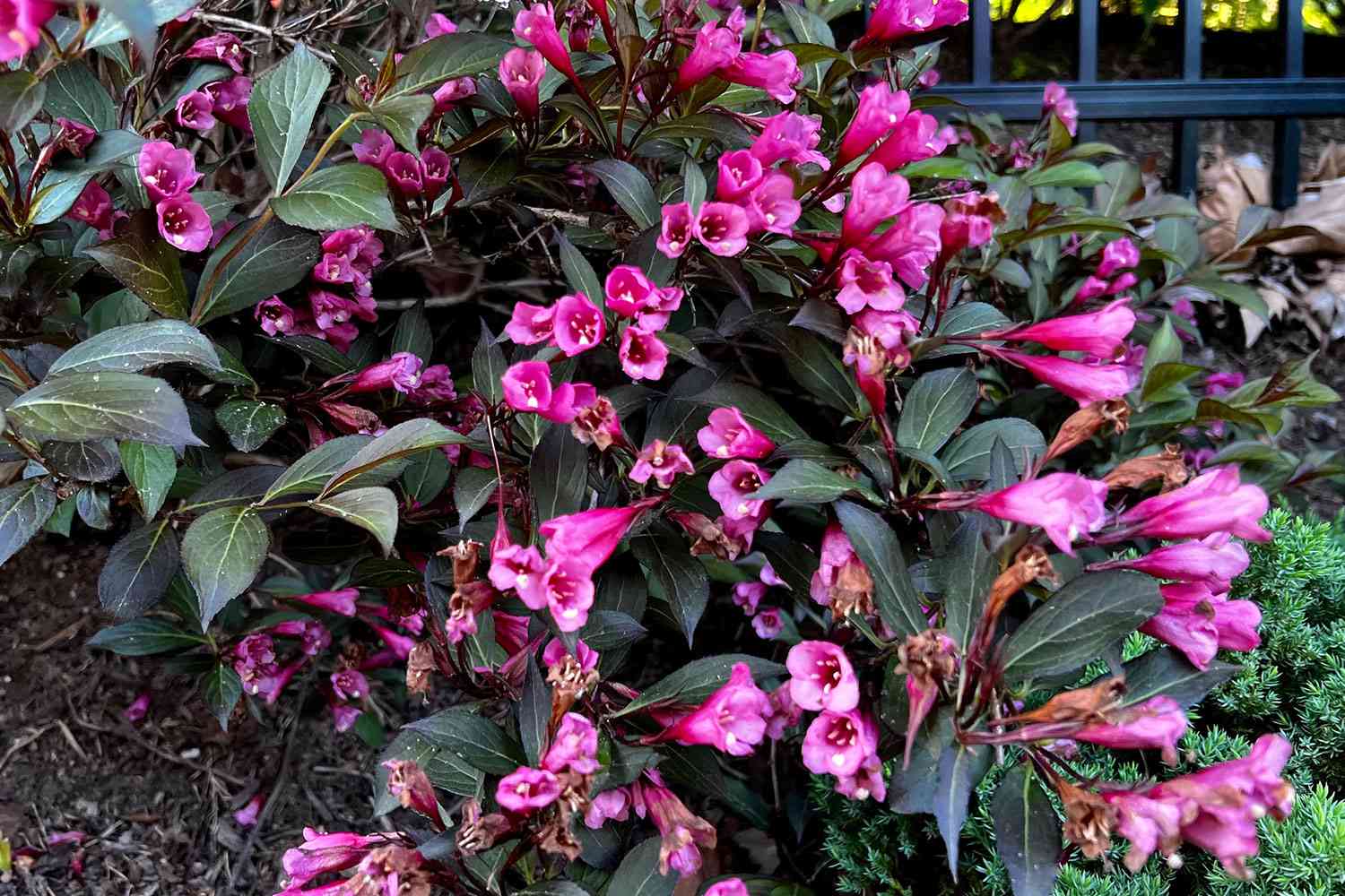 Weigela shrub