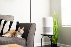 A cat lying on a couch next to a round air purifier on a small table and a tall plant in a room corner