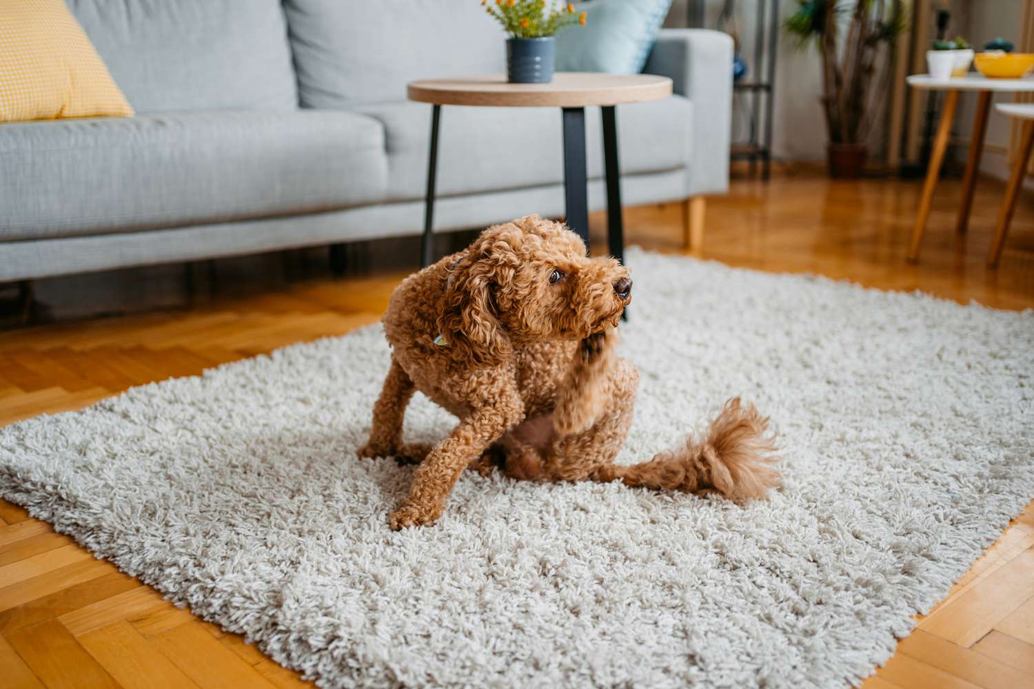 Dog scratching on rug in living room