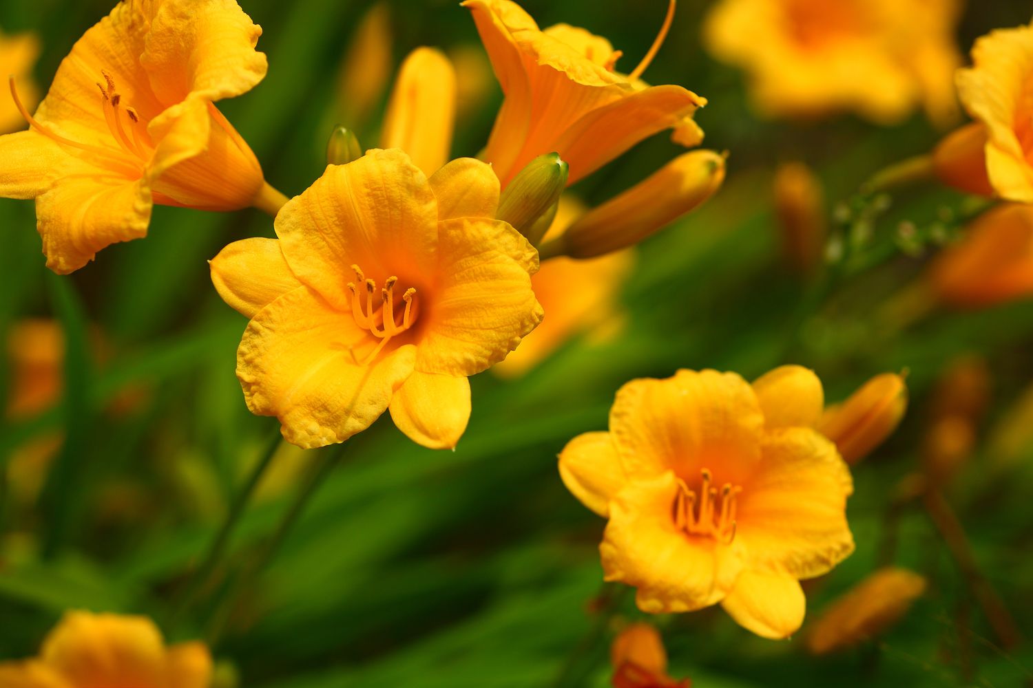 Cluster of daylily flowers in a garden with green stems and leaves