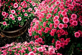 Pink mums in garden