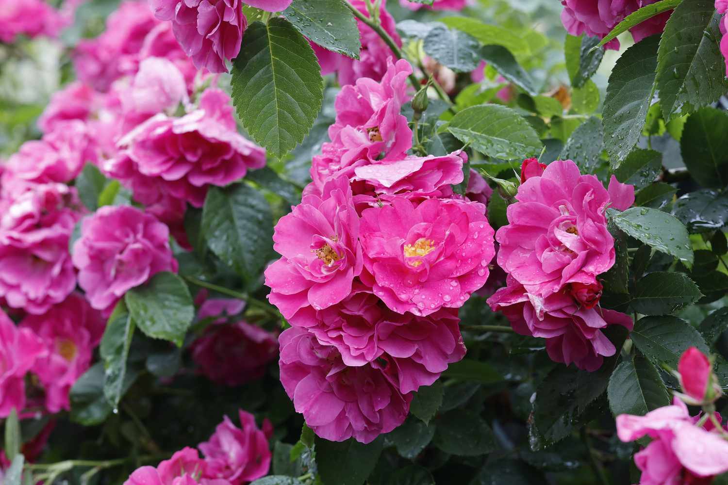 Climbing roses are characterized by their long, arching canes, which can be trained to grow up trellises, fences, or other garden structures. They donât actually "climb" like vines (they don't have tendrils or suckers), but they can be tied or trained to grow vertically