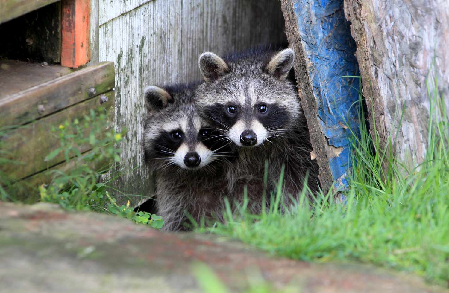 Two North American raccoons peering out from an old dwelling