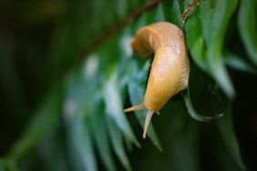 A closeup view of a slug on green foliage