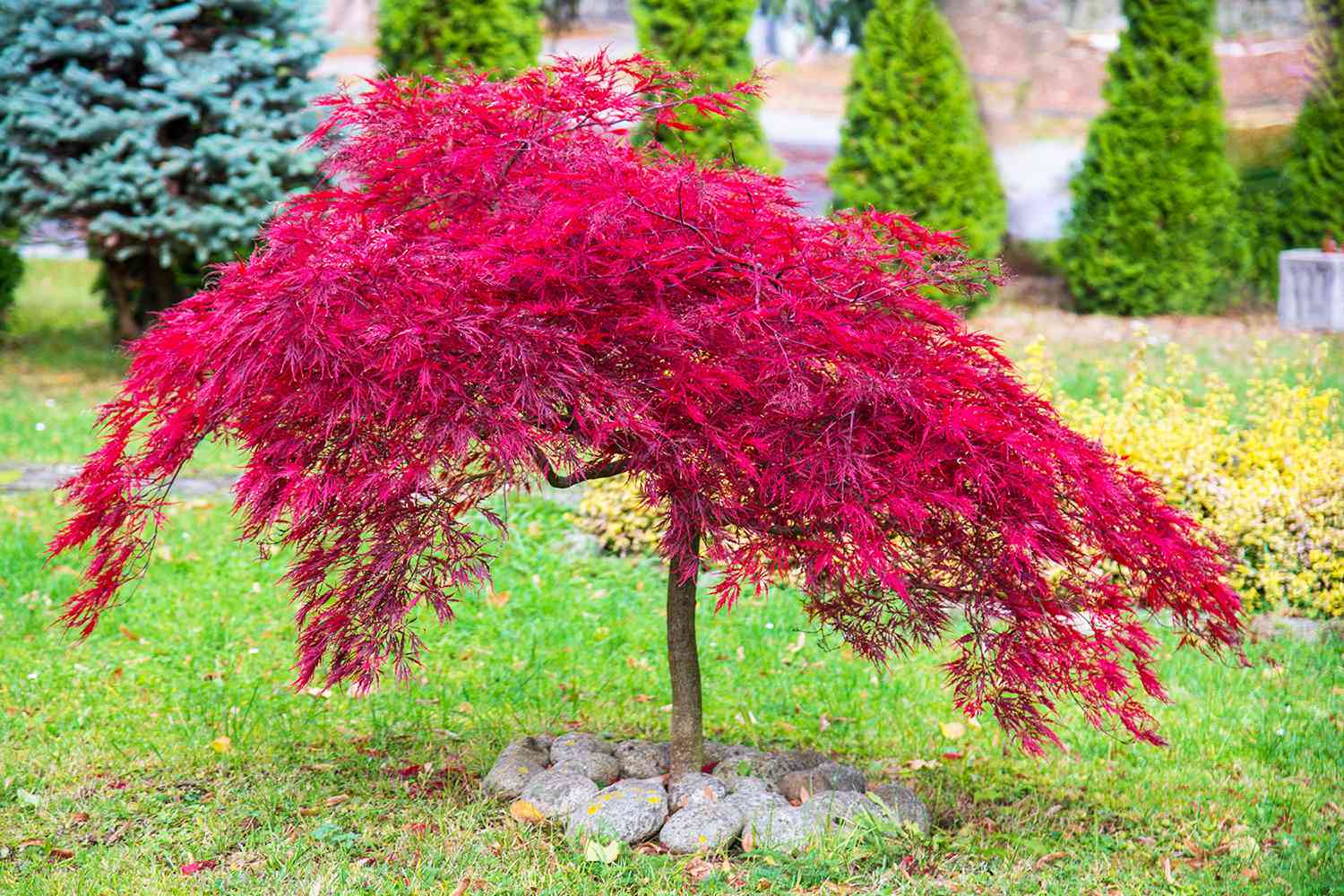 Japanese maple tree