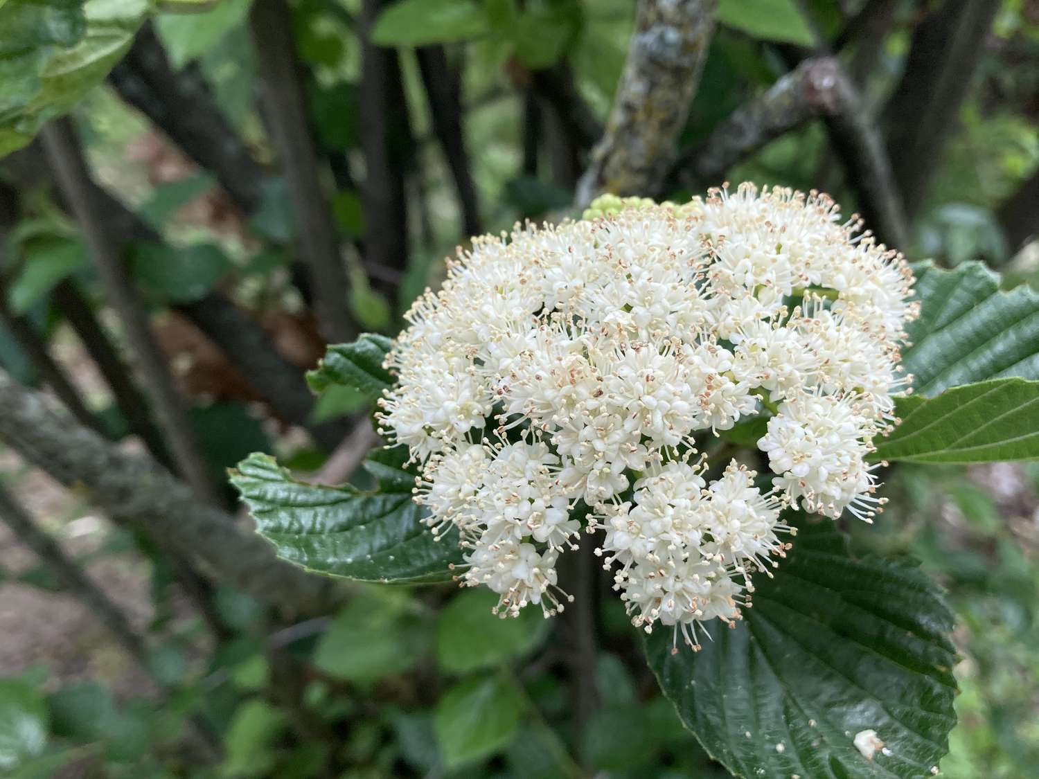 A closeup of white flower clusters on a shrub with green leaves