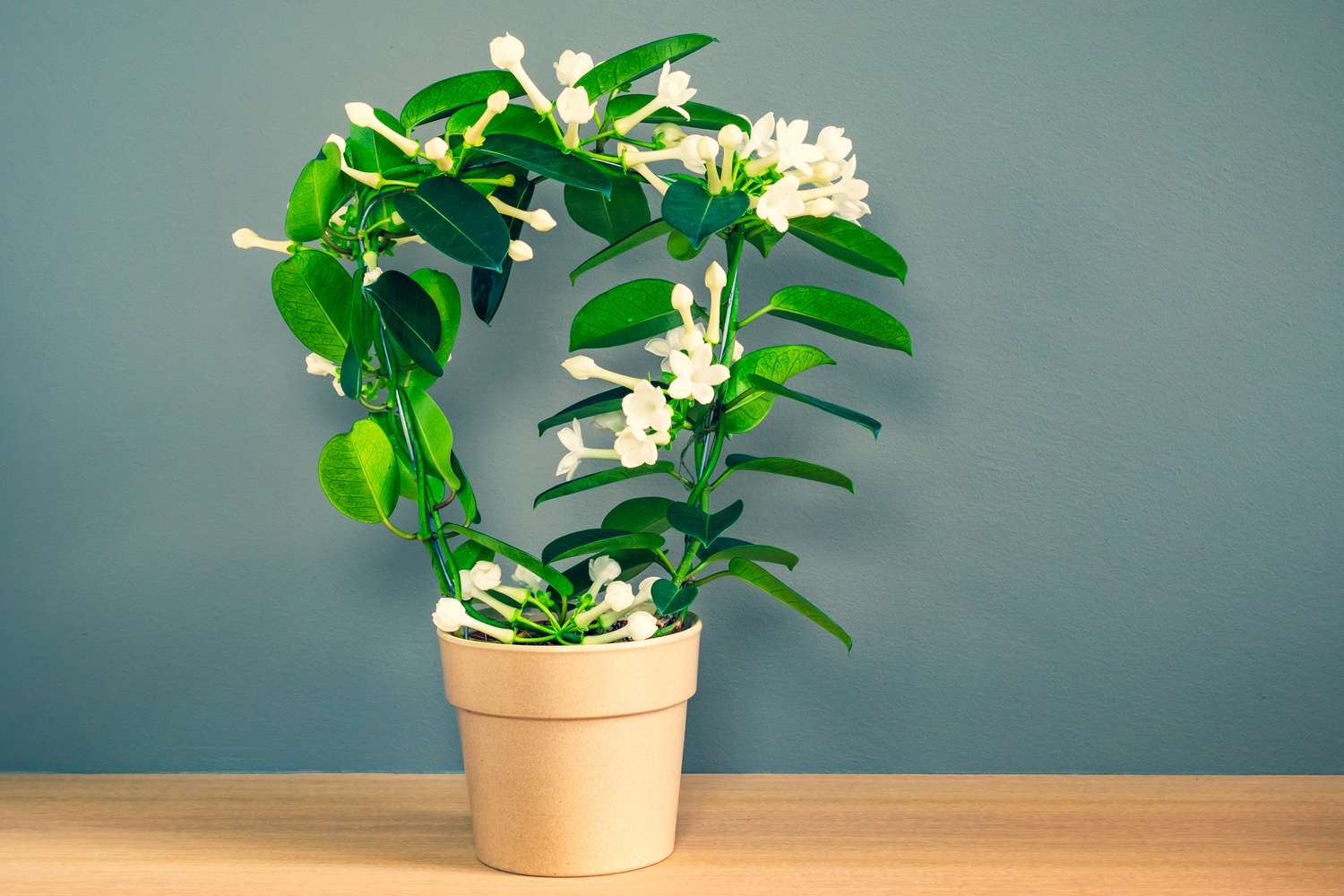 Stephanotis flowers